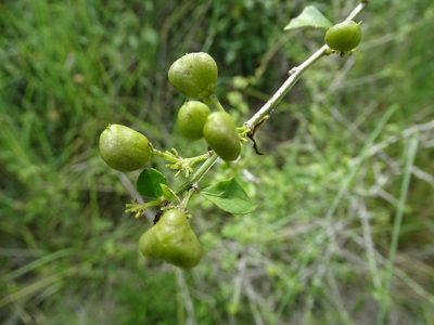 Hybanthus yucatanensis, photographed by Alexis López Hernández