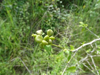 Hybanthus yucatanensis, photographed by Alexis López Hernández