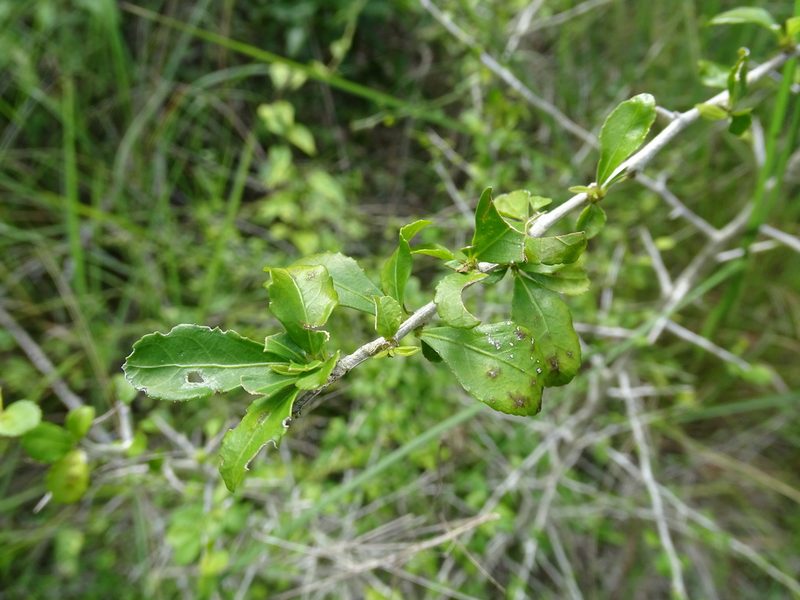 Hybanthus yucatanensis, photographed by Alexis López Hernández