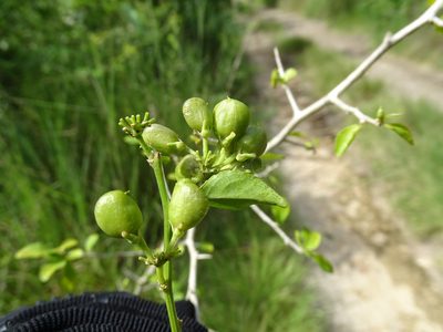 Hybanthus yucatanensis, photographed by Alexis López Hernández