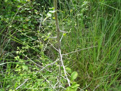 Hybanthus yucatanensis, photographed by Alexis López Hernández