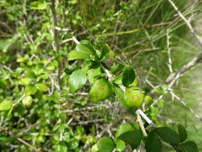 Hybanthus yucatanensis, photographed by Alexis López Hernández