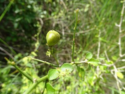 Hybanthus yucatanensis, photographed by Alexis López Hernández