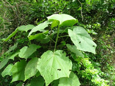 Hampea trilobata, photographed by Alexis López Hernández