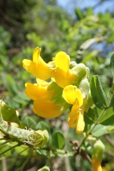 Calpurnia aurea, photographed by Andrew Deacon