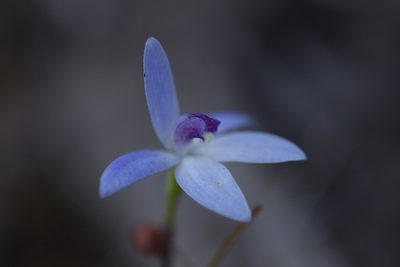 Caladenia amplexans, photographed by Hugo Innes