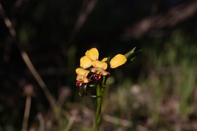 Diuris hazeliae, photographed by Hugo Innes
