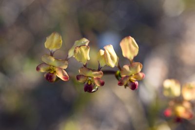 Diuris hazeliae, photographed by Hugo Innes