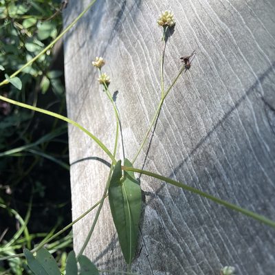 Persicaria sagittata, photographed by zancat