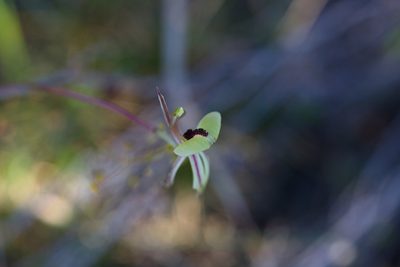 Caladenia roei, photographed by Hugo Innes