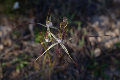 Caladenia dimidia, photographed by Hugo Innes