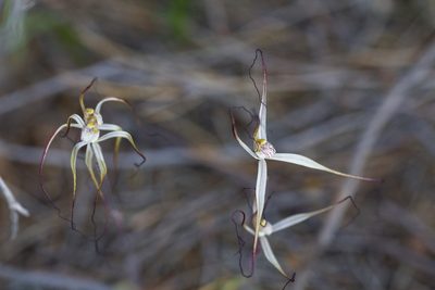 Caladenia dimidia, photographed by Hugo Innes