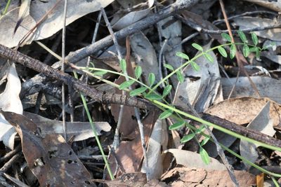 Swainsona brachycarpa, photographed by Greg Tasney