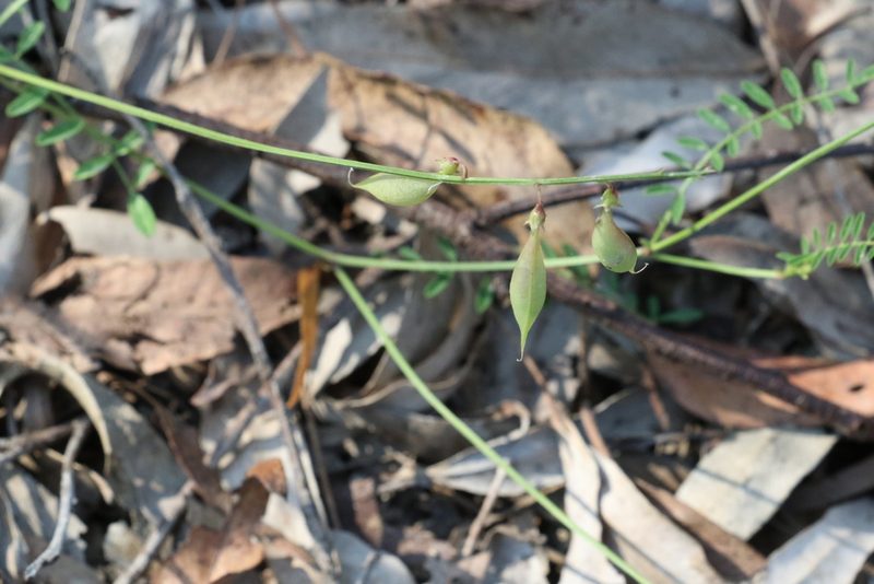 Swainsona brachycarpa, photographed by Greg Tasney