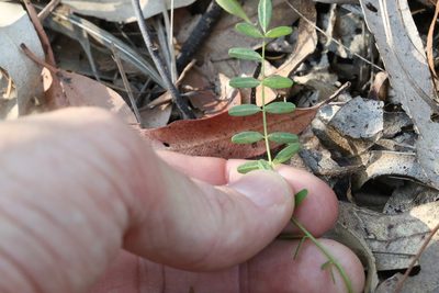 Swainsona brachycarpa, photographed by Greg Tasney