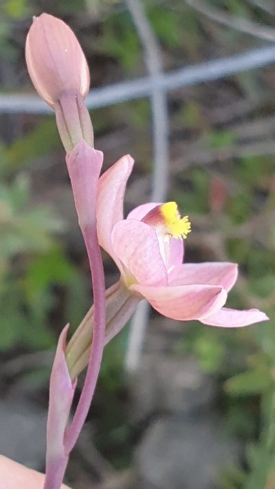 Thelymitra luteocilium, photographed by Rosalie Lawrence