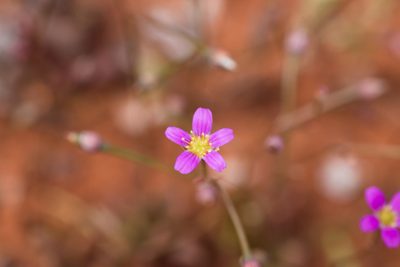 Calandrinia eremaea, photographed by Hugo Innes
