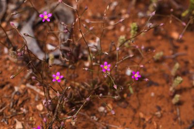 Calandrinia eremaea, photographed by Hugo Innes