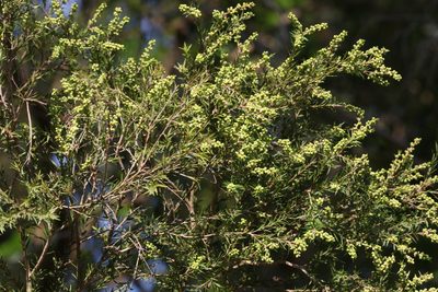 Melaleuca bracteata, photographed by Greg Tasney