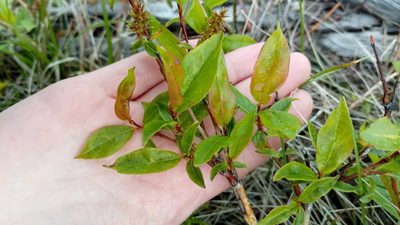 Salix hastata, photographed by nina_nesterova