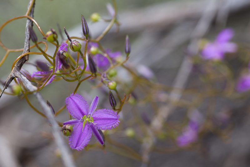 Thysanotus manglesianus, photographed by Hugo Innes