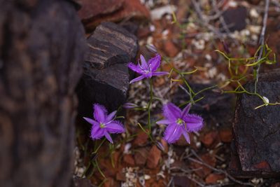 Thysanotus manglesianus, photographed by Hugo Innes
