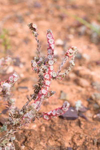Maireana trichoptera, photographed by Hugo Innes