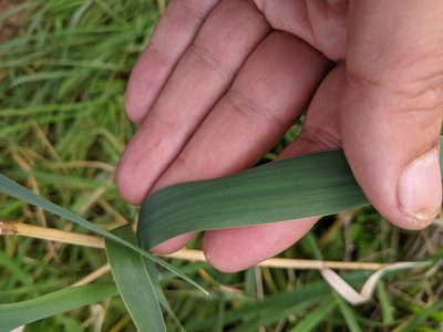 Phalaris aquatica, photographed by Piermario Maculan