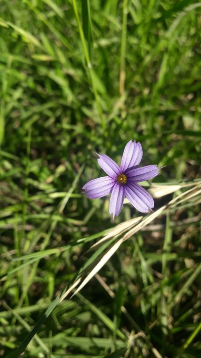 Sisyrinchium chilense, photographed by Mateo Cocimano