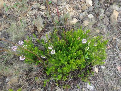 Erica multiflora, photographed by Ben Costamagna