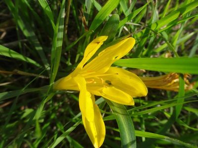 Sternbergia lutea, photographed by Ben Costamagna