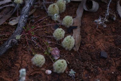 Ptilotus spathulatus, photographed by Hugo Innes