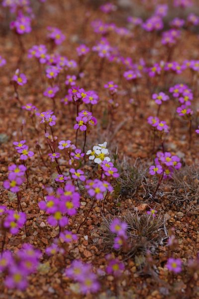 Levenhookia leptantha, photographed by Hugo Innes