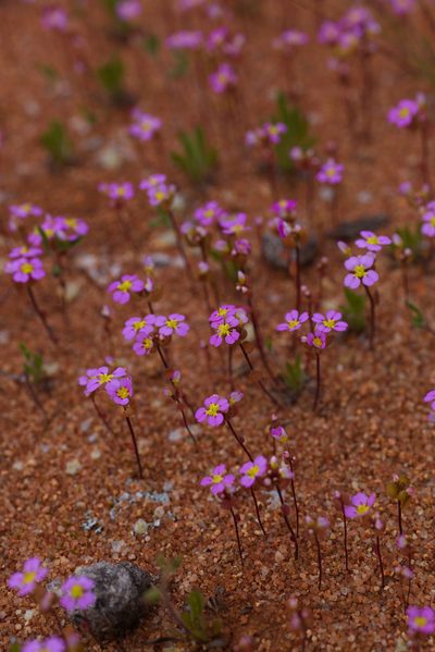 Levenhookia leptantha, photographed by Hugo Innes