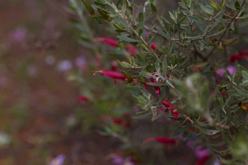 Eremophila decipiens, photographed by Hugo Innes