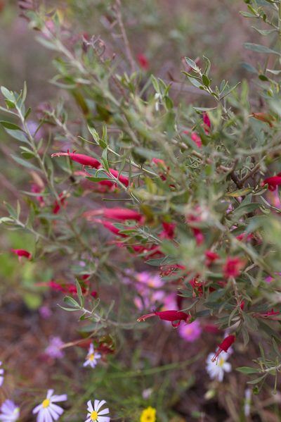 Eremophila decipiens, photographed by Hugo Innes