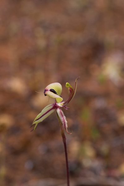 Caladenia roei, photographed by Hugo Innes