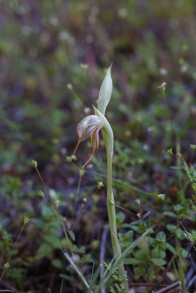 Pterostylis spathulata, photographed by Hugo Innes