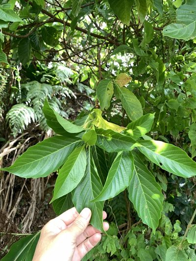 Wendlandia luzoniensis, photographed by 呂一起(Lyu yi-chi)