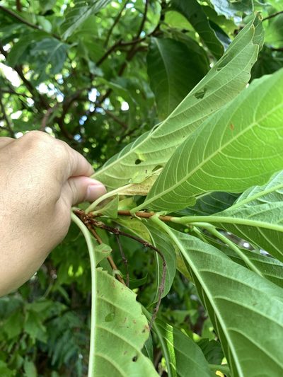 Wendlandia luzoniensis, photographed by 呂一起(Lyu yi-chi)