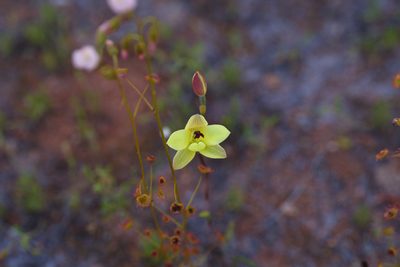 Thelymitra antennifera, photographed by Hugo Innes