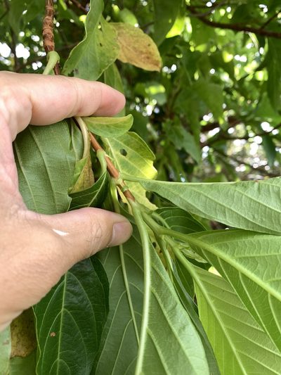 Wendlandia luzoniensis, photographed by 呂一起(Lyu yi-chi)