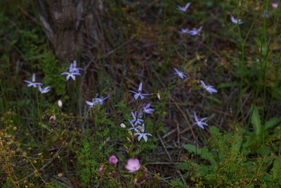 Caladenia amplexans, photographed by Hugo Innes