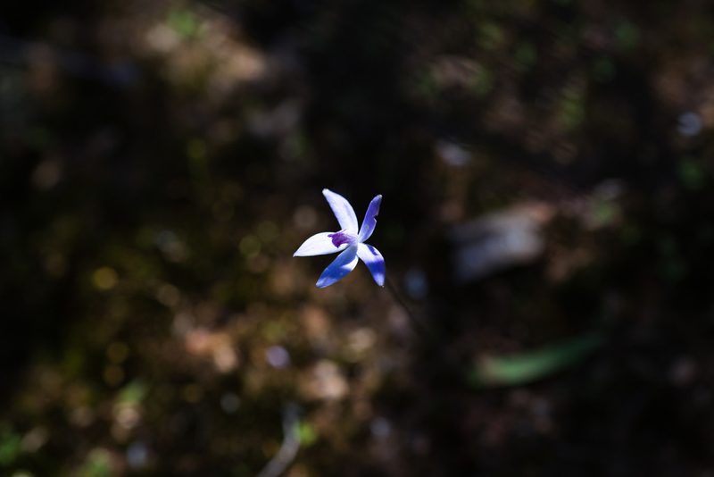 Caladenia amplexans, photographed by Hugo Innes
