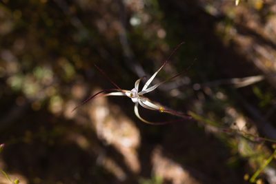 Caladenia dimidia, photographed by Hugo Innes