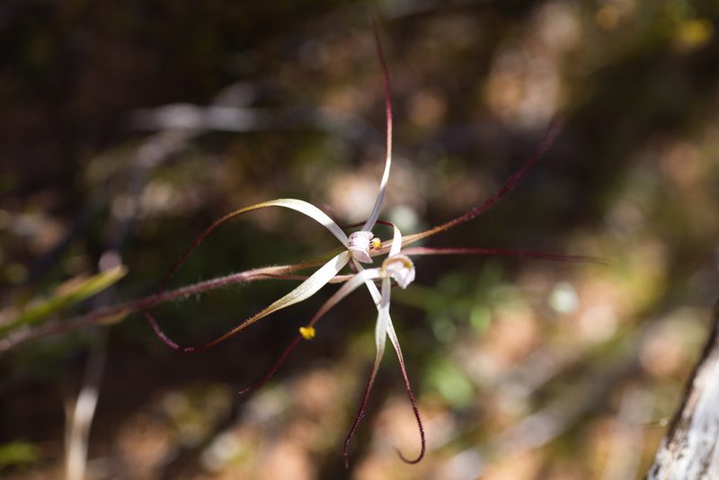 Caladenia dimidia, photographed by Hugo Innes