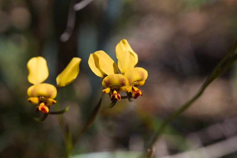 Diuris hazeliae, photographed by Hugo Innes