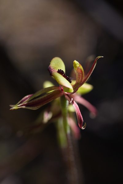 Caladenia roei, photographed by Hugo Innes