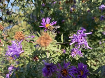 Symphyotrichum novae-angliae, photographed by Cambridge Wildlife Arts