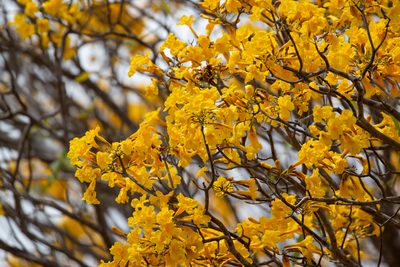 Tabebuia aurea, photographed by Thomaz de Carvalho Callado